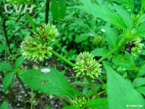 假東風草 假東風草