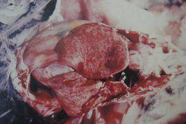 雞組織滴蟲病 雞組織滴蟲病