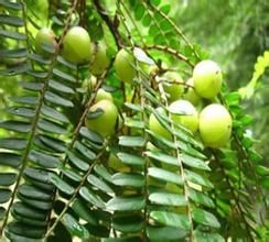 白骨走馬 白骨走馬