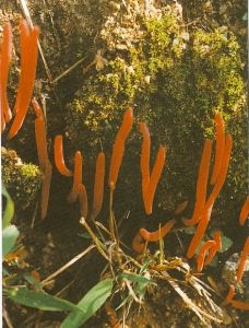 紅擬鎖瑚菌 紅擬鎖瑚菌