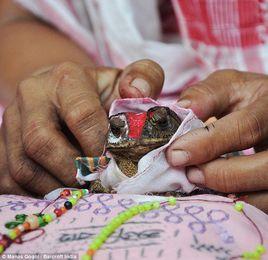 青蛙婚禮 青蛙婚禮