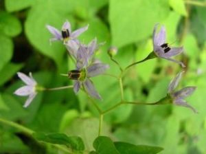 卵果青杞 卵果青杞