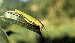 （圖）東亞飛蝗(Locusta migratoria)