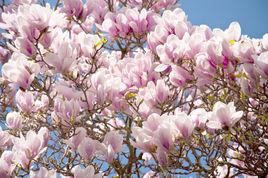 潢川花木 潢川花木