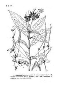 寬葉吊石苣苔(變種) 寬葉吊石苣苔(變種)