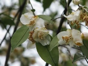 鍾萼連蕊茶 鍾萼連蕊茶
