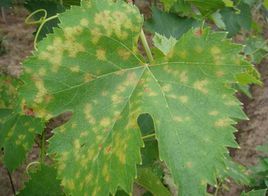 葡萄霜霉病 葡萄霜霉病