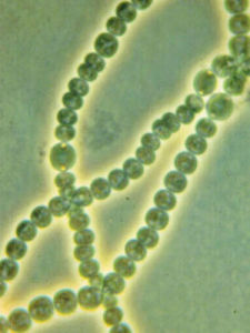 自養微生物 自養微生物