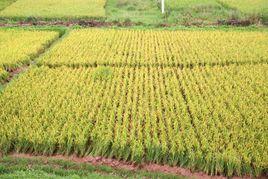 五嶽村[雲南省安寧市八街鎮五嶽村]