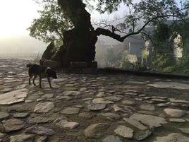 西河大灣 西河大灣