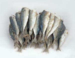 赤鼻棱鯷 赤鼻棱鯷