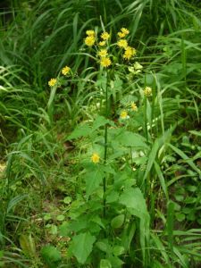 戟葉黃鵪菜 戟葉黃鵪菜