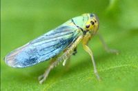 大青葉蟬 大青葉蟬