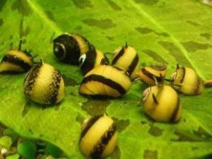 彩蛋角螺 彩蛋角螺