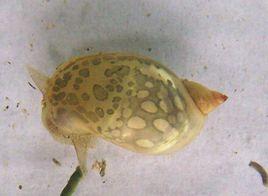 耳蘿蔔螺 耳蘿蔔螺