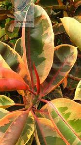 金邊橡皮樹 金邊橡皮樹