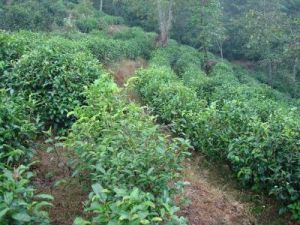 山街坡自然村 山街坡自然村