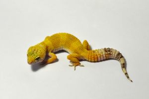 豹紋壁虎
