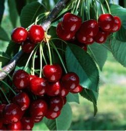 尾葉櫻桃 尾葉櫻桃