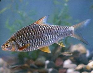 大鱗四須䰾 大鱗四須䰾