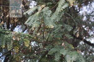 上海黃檀 上海黃檀