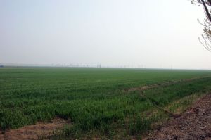 華北平原的小麥