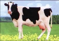荷斯坦牛 荷斯坦牛