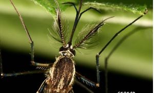 白腹叢蚊（雄）