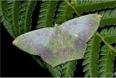 湖南黃碟尺蛾 湖南黃碟尺蛾