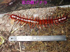 多棘巨蜈蚣 多棘巨蜈蚣