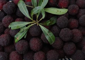 中國地楊梅(變種) 中國地楊梅(變種)