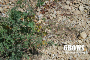 小果唐松草 小果唐松草