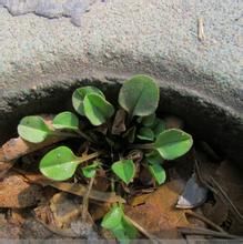 大葉附地菜 大葉附地菜