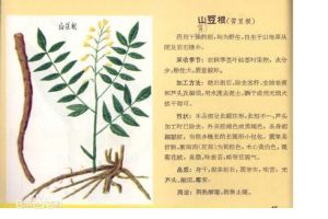 蝙蝠葛(山豆根) 蝙蝠葛(山豆根)