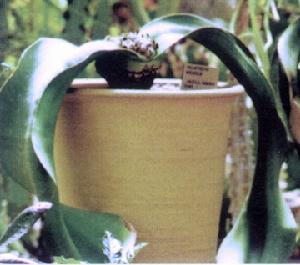 （圖）納米比沙漠