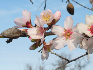 軟殼甜扁桃 軟殼甜扁桃