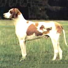 布拉克.聖.熱爾曼犬 布拉克.聖.熱爾曼犬