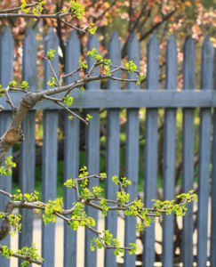 春色滿園關不住