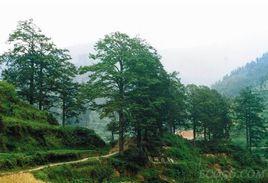 湖南黃枝油杉王 湖南黃枝油杉王