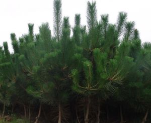 黑松側柏 黑松側柏