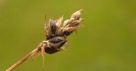 龍盤拉薹草 龍盤拉薹草