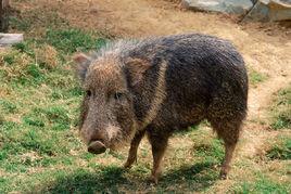 草原西貒 草原西貒