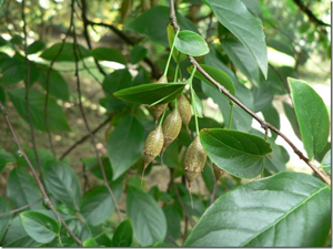 長果秤錘樹秤錘樹