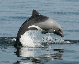 赫氏海豚 赫氏海豚