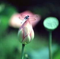 金色菡萏 金色菡萏