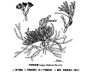 纖細粉枝藻 纖細粉枝藻