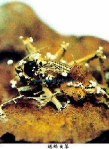蟋蟀蟲草 蟋蟀蟲草