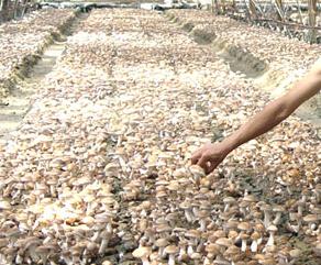 （圖）香菇種植