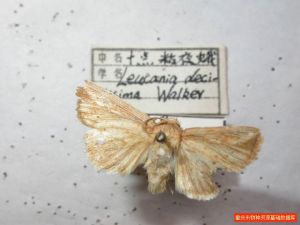 十點粘夜蛾 十點粘夜蛾