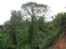河底村[雲南省楚雄市牟定縣蟠貓鄉河底村]